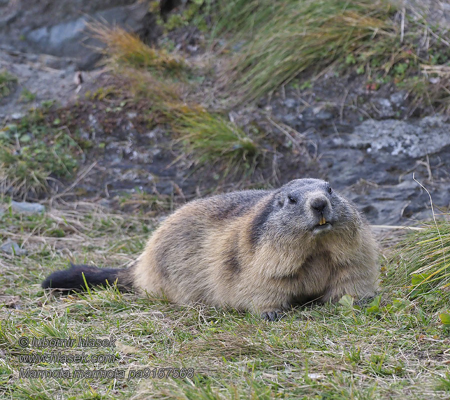 Marmota marmota