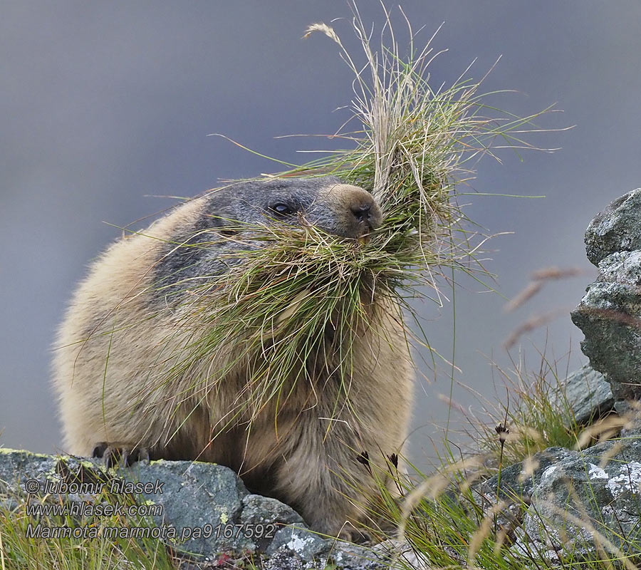 Marmota marmota