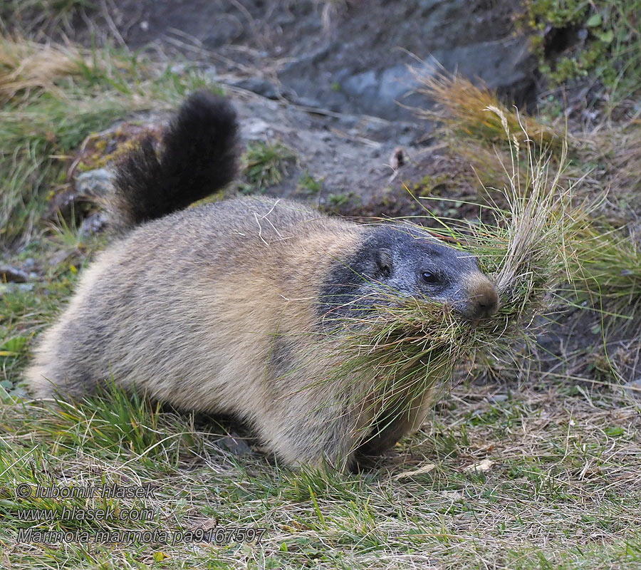 Marmota marmota