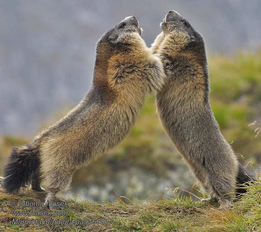 Marmota marmota