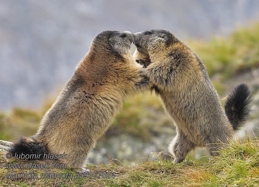 Marmota marmota