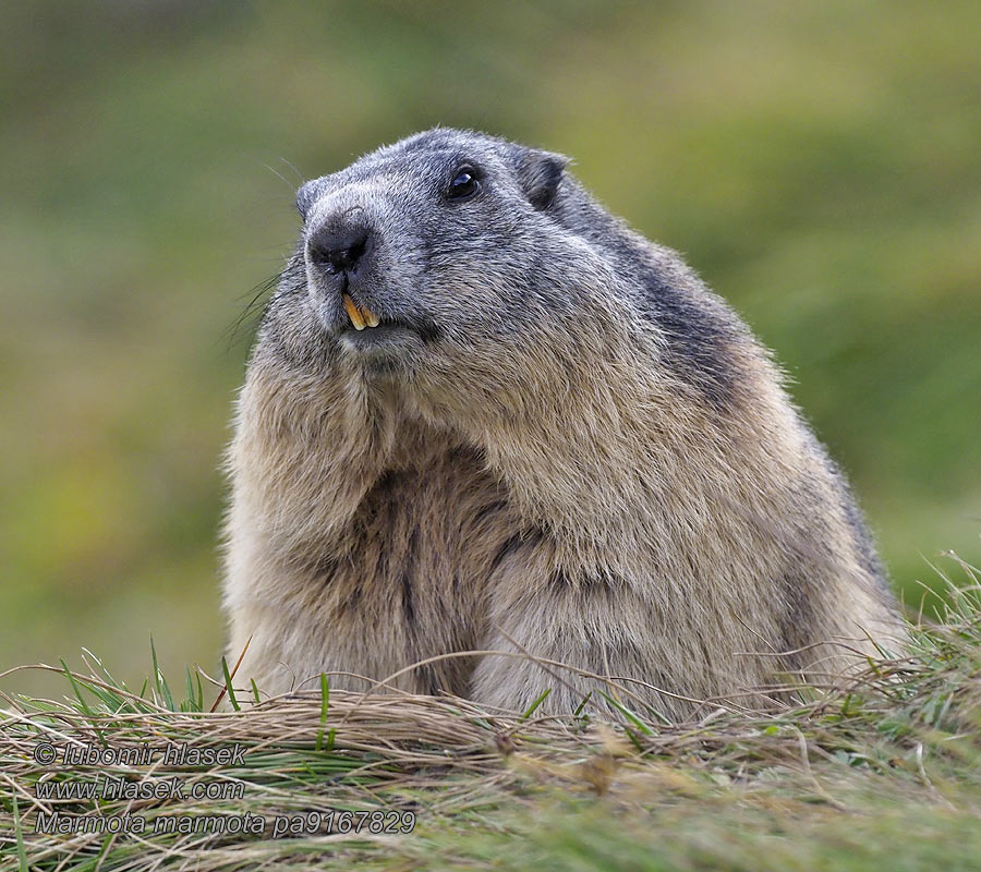 Marmota marmota