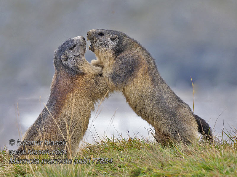 Marmota_marmota_pa9177854