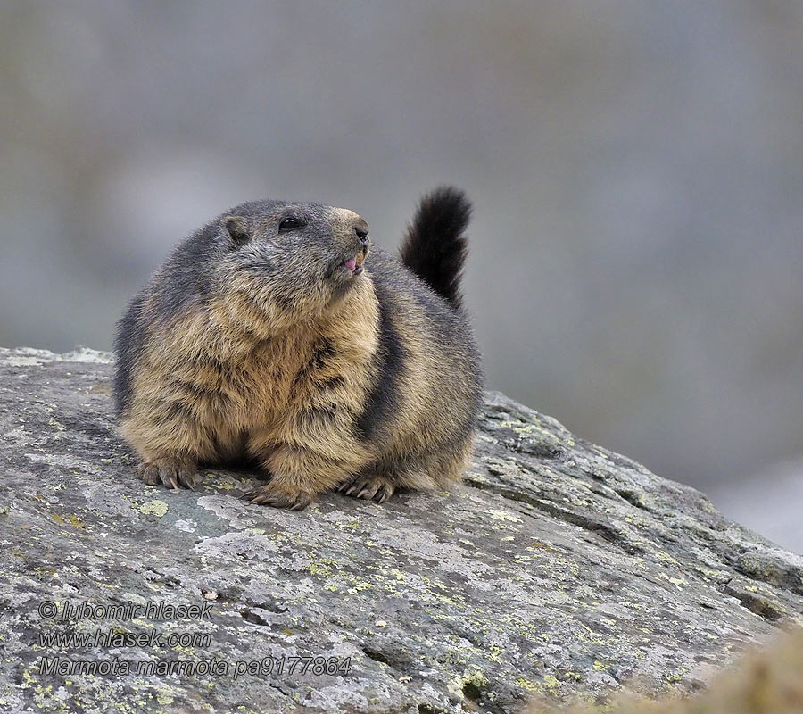 Marmota marmota