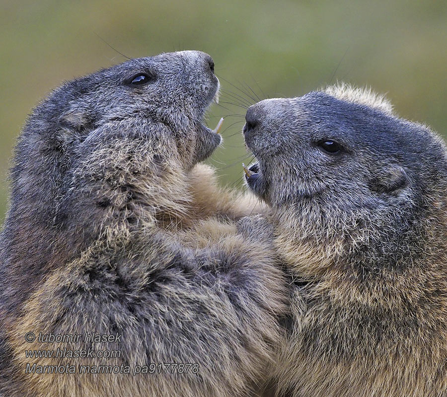 Marmota marmota