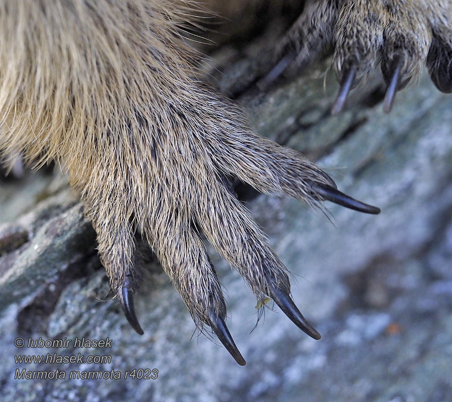 Marmota_marmota_r004023