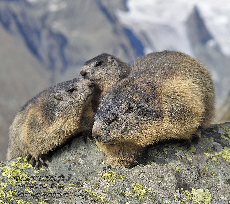 Marmota marmota