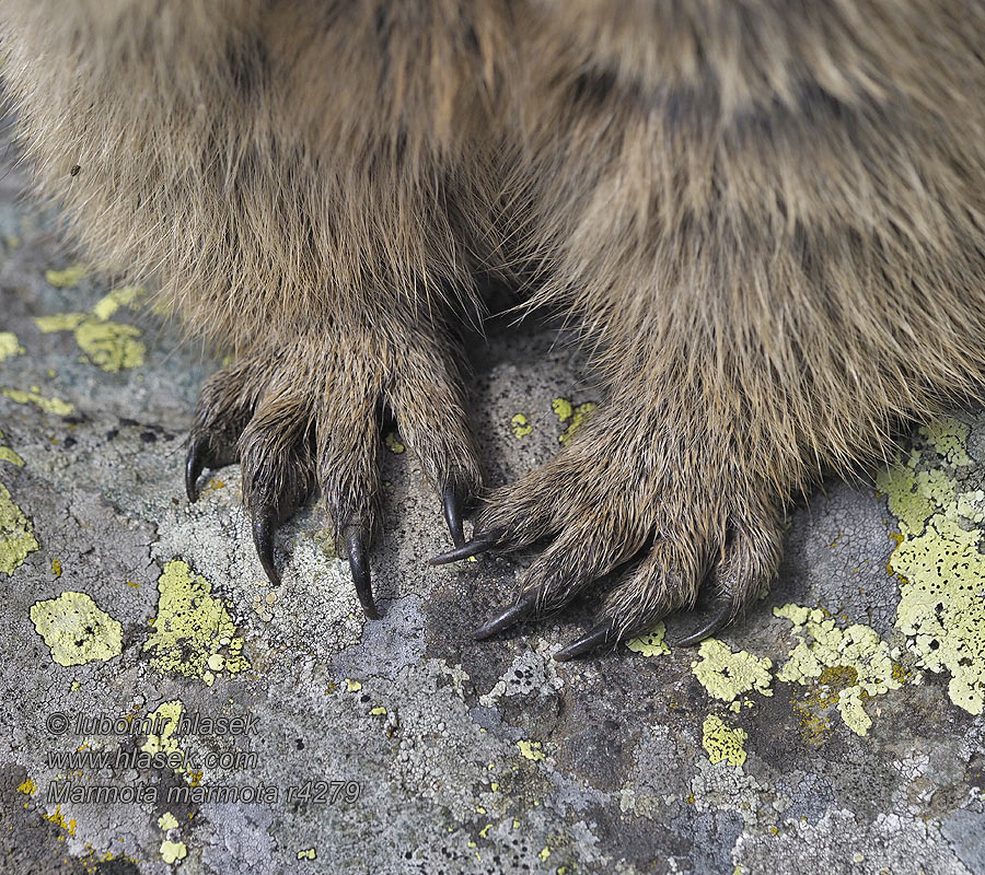 Marmota_marmota_r004279