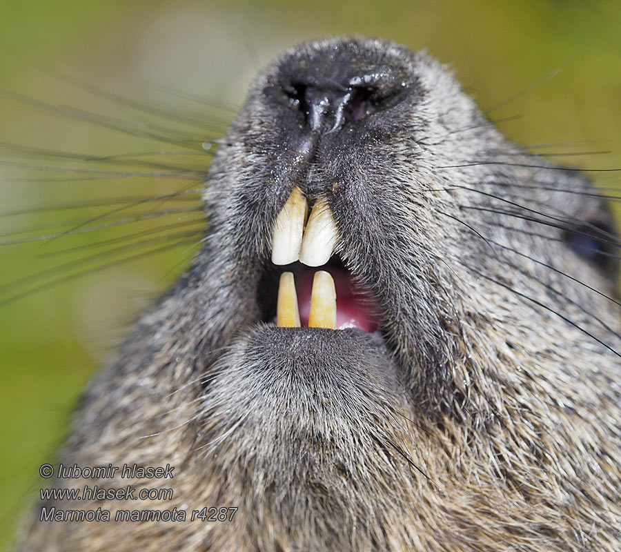 Marmota marmota