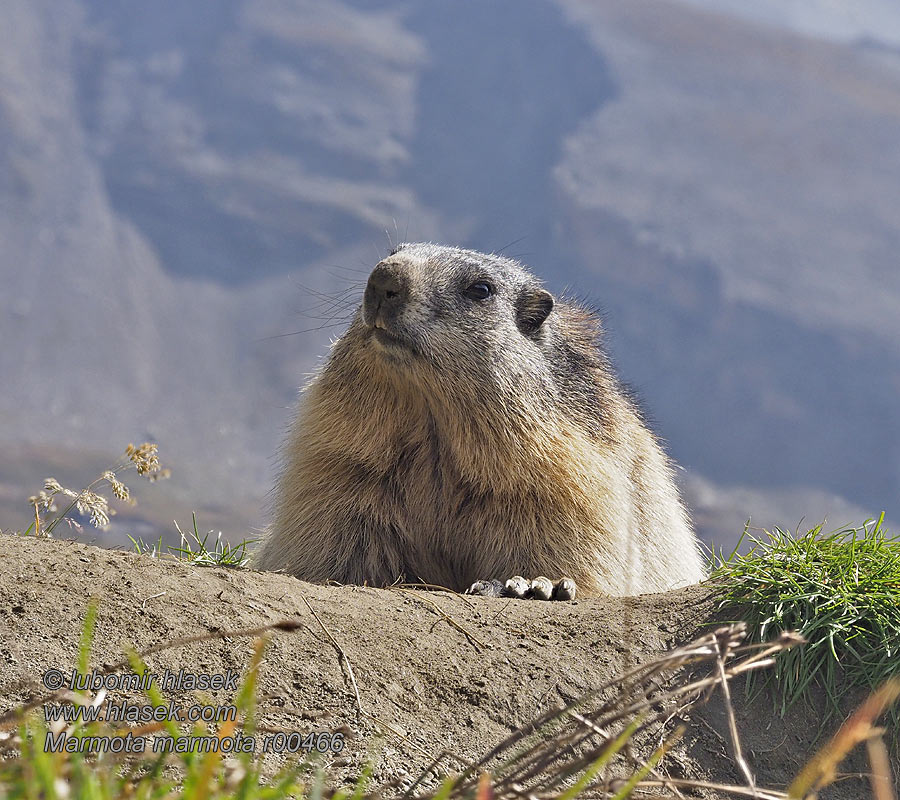 Marmota_marmota_r00466