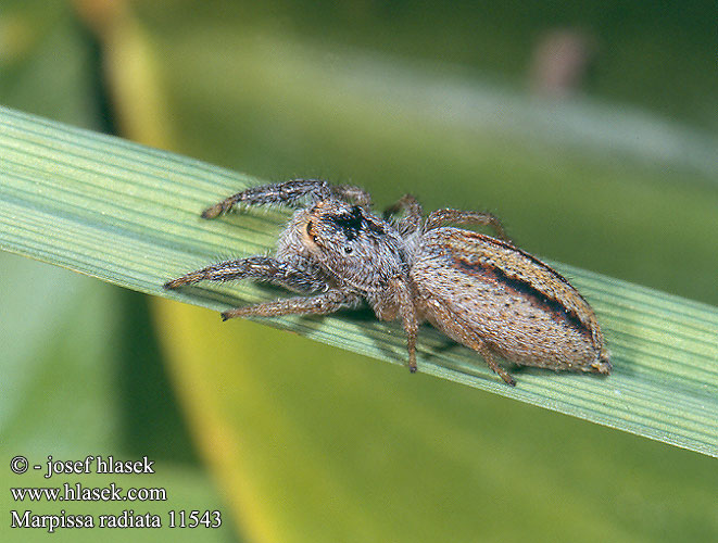 Marpissa radiata Skákavka rákosní Rietmarpissa Jumping spider Sugaras ugrópók Rozciągnik narzcinny Марписса лучистая