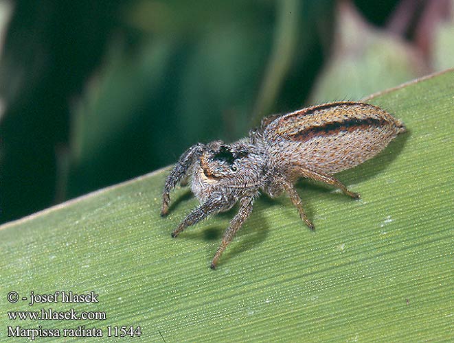 Sugaras ugrópók Rozciągnik narzcinny Марписса лучистая Marpissa radiata Skákavka rákosní Rietmarpissa Jumping spider