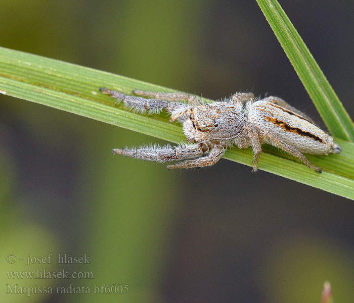 Марписса лучистая Marpissa radiata Skákavka rákosní Rietmarpissa Jumping spider Sugaras ugrópók Rozciągnik narzcinny