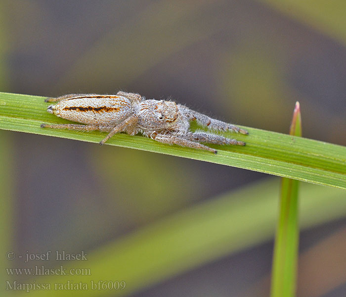 Marpissa radiata Марписса лучистая Skákavka rákosní Rietmarpissa Jumping spider Sugaras ugrópók Rozciągnik narzcinny