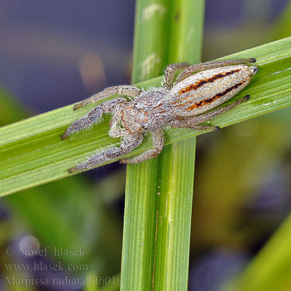 Skákavka rákosní Rietmarpissa Jumping spider Sugaras ugrópók Rozciągnik narzcinny Marpissa radiata Марписса лучистая