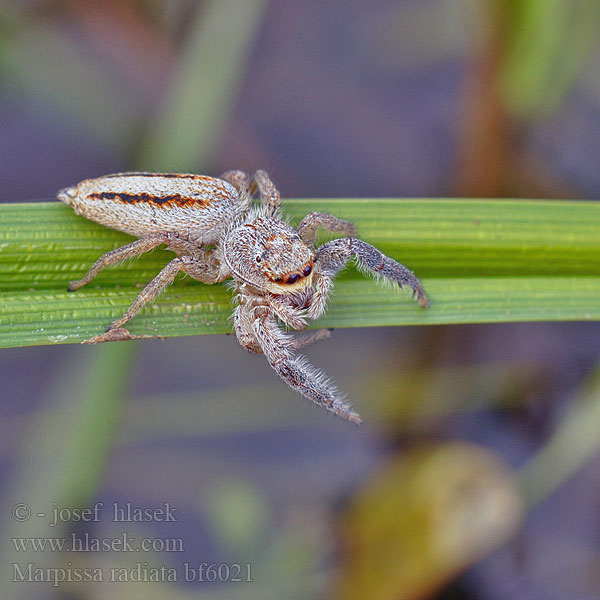 Rietmarpissa Jumping spider Sugaras ugrópók Rozciągnik narzcinny Marpissa radiata Марписса лучистая Skákavka rákosní