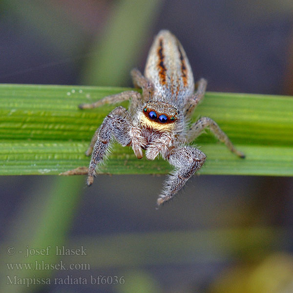 Jumping spider Sugaras ugrópók Rozciągnik narzcinny Marpissa radiata Марписса лучистая Skákavka rákosní Rietmarpissa