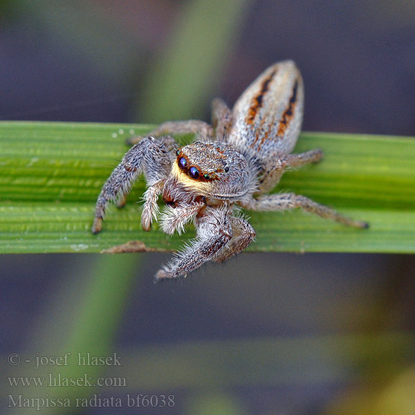 Sugaras ugrópók Rozciągnik narzcinny Marpissa radiata Марписса лучистая Skákavka rákosní Rietmarpissa Jumping spider