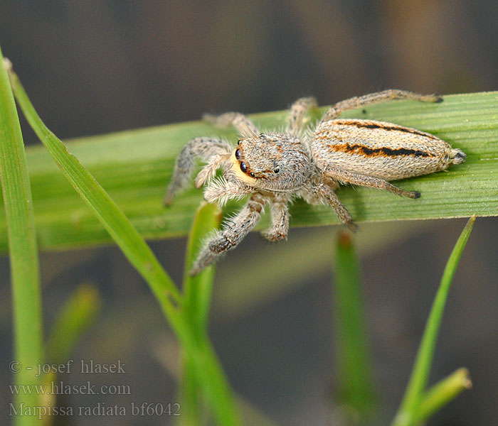 Rozciągnik narzcinny Marpissa radiata Марписса лучистая Skákavka rákosní Rietmarpissa Jumping spider Sugaras ugrópók