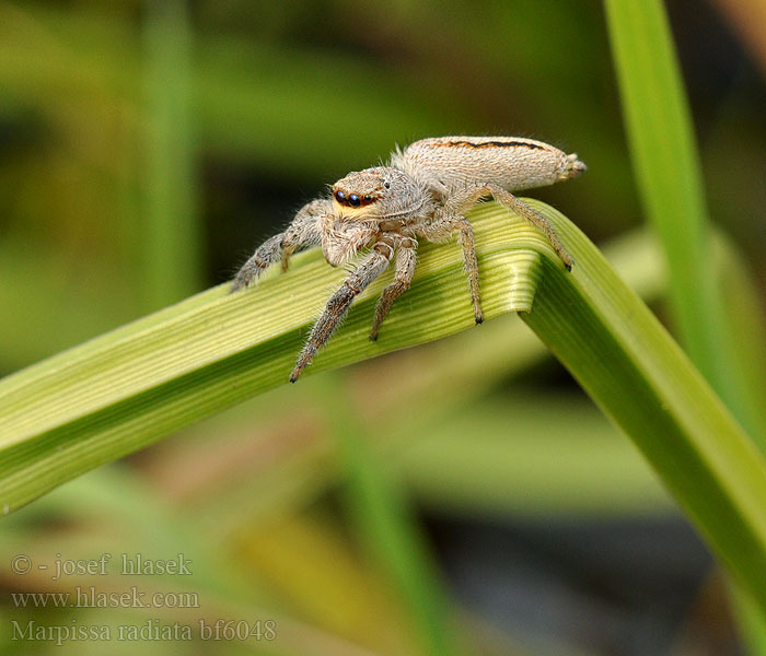 Marpissa radiata Rozciągnik narzcinny Марписса лучистая Skákavka rákosní Rietmarpissa Jumping spider Sugaras ugrópók