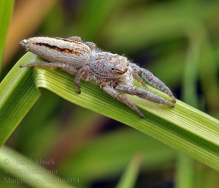 Marpissa radiata Rietmarpissa Jumping spider Sugaras ugrópók Rozciągnik narzcinny Марписса лучистая Skákavka rákosní