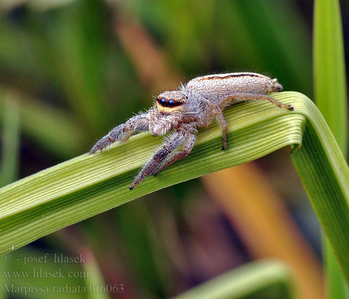 Marpissa radiata Jumping spider Sugaras ugrópók Rozciągnik narzcinny Марписса лучистая Skákavka rákosní Rietmarpissa