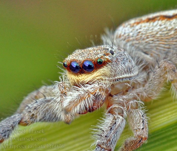 Marpissa radiata Sugaras ugrópók Rozciągnik narzcinny Марписса лучистая Skákavka rákosní Rietmarpissa Jumping spider