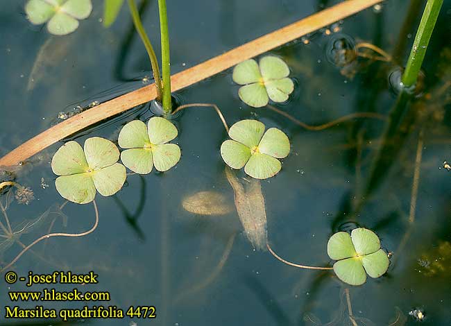 MMarsilea quadrifolia European waterclover 4-Leaf Clover