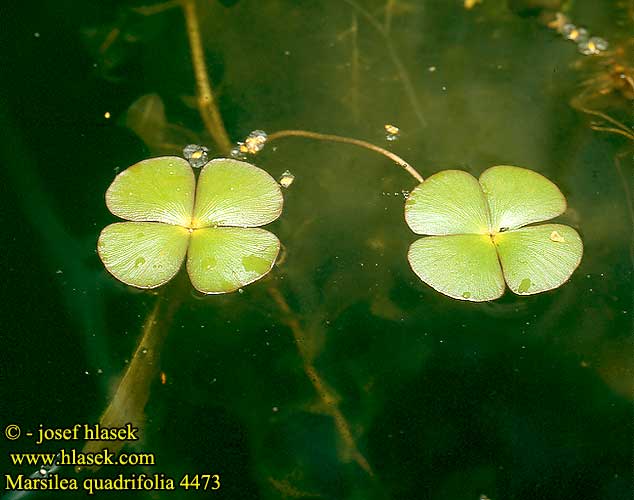 Zaluzianskia quadrifolia Apilasaniainen Marsille quatre feuilles