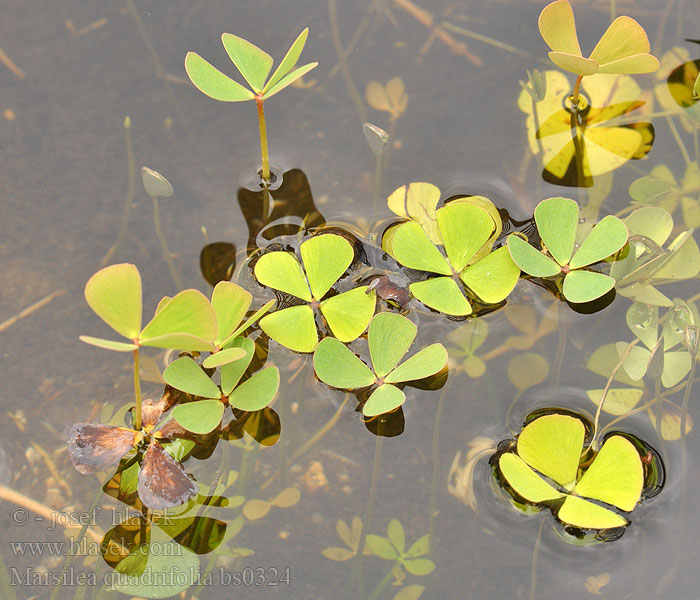 Marsilea quadrifolia Zaluzianskia quadrifolia Waterklavervaren