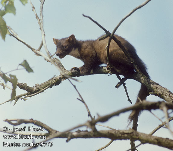 Martes martes European Pine Marten Kuna lesní Bele Skovmår Baummarder Metsnugis Чинеме Martre pins Marta Kuna zlatica ტყის კვერნა Miškinė kiaunė Nyuszt Boommarter Europeisk mår Kuna leśna Лесная куница Boommodder Куна златица Näätä Mård Ağaç sansarı Kiaunė Mart pin