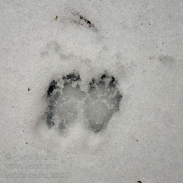 Martes martes European Pine Marten Bele Skovmår