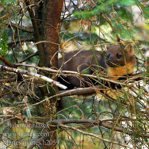 Куна златица Näätä Mård Ağaç sansarı Kiaunė Mart pin Martes martes European Pine Marten Kuna lesní Bele Skovmår Baummarder Metsnugis Чинеме Martre pins Marta Kuna zlatica ტყის კვერნა Miškinė kiaunė Nyuszt Boommarter Europeisk mår Kuna leśna Лесная куница Boommodder