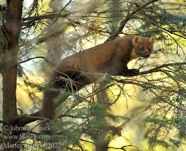 European Pine Marten Kuna lesní Bele Skovmår Baummarder Metsnugis Чинеме Martre pins Marta Kuna zlatica ტყის კვერნა Miškinė kiaunė Nyuszt Boommarter Europeisk mår Kuna leśna Лесная куница Boommodder Куна златица Näätä Mård Ağaç sansarı Kiaunė Mart pin Martes martes