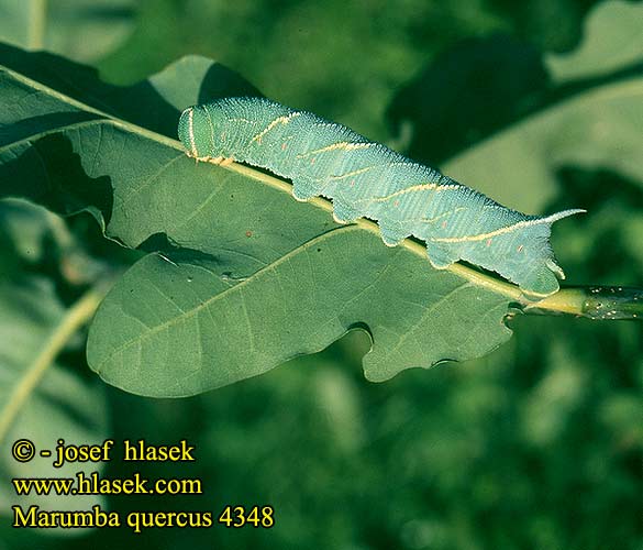 Marumba quercus Oak Hawkmoth Sphinx Chêne Eikepijlstaart