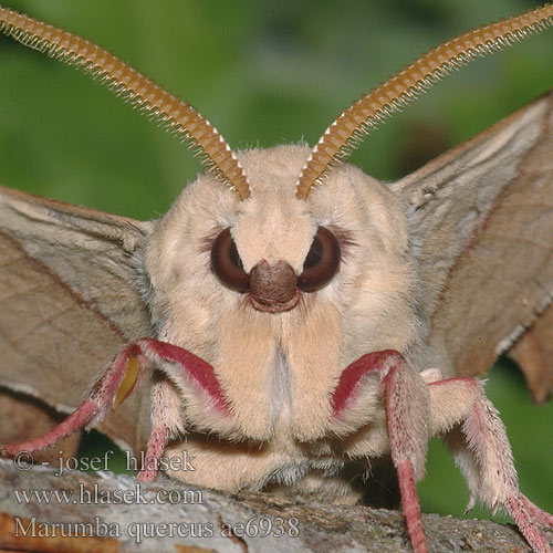 Marumba quercus Lišaj dubový Esfinge encina Oak Hawkmoth