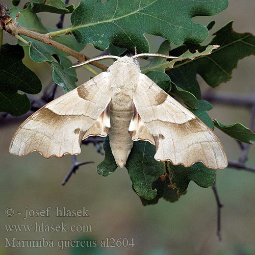 Oak Hawkmoth Sphinx Chêne Eikepijlstaart Tölgyfaszender