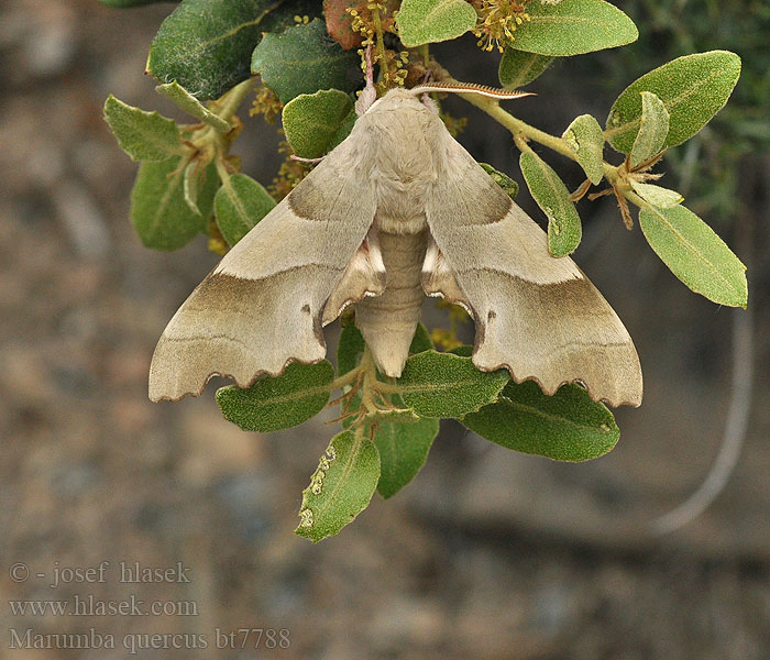 Marumba quercus Lišaj dubový