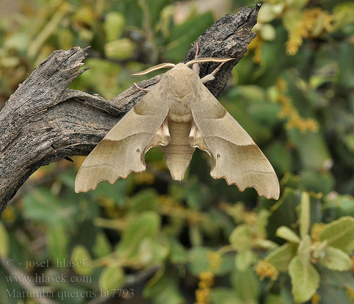 Marumba quercus Sphinx Chêne