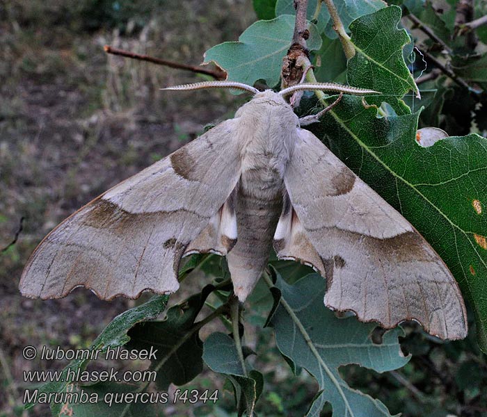 Marumba quercus