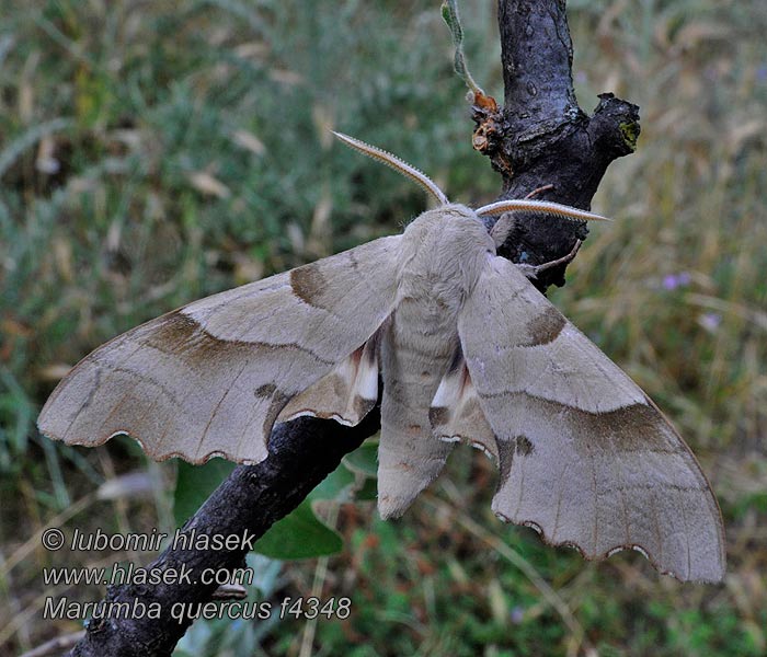 Marumba quercus