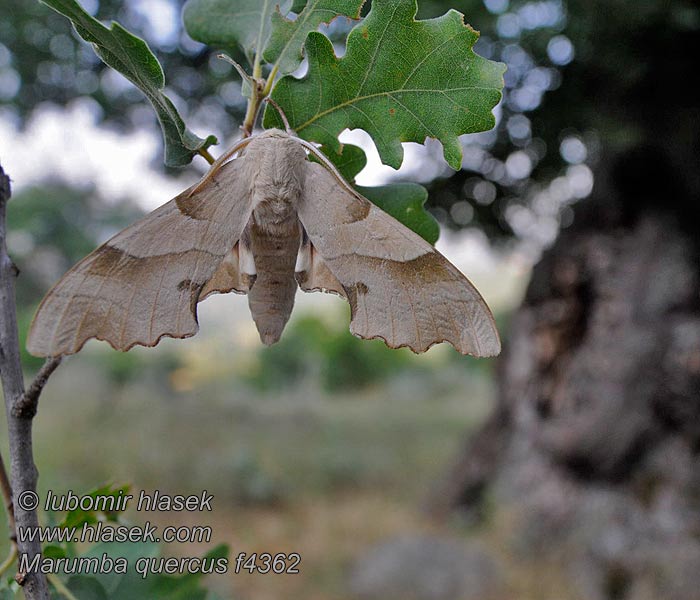 Marumba quercus