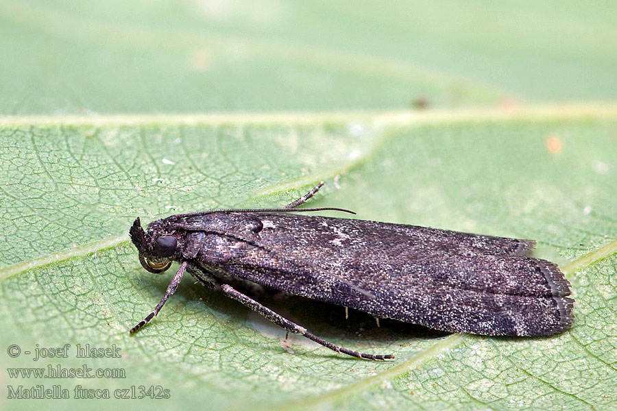 Matilella fusca Zavíječ dvoutečný Speckled Black Pyla