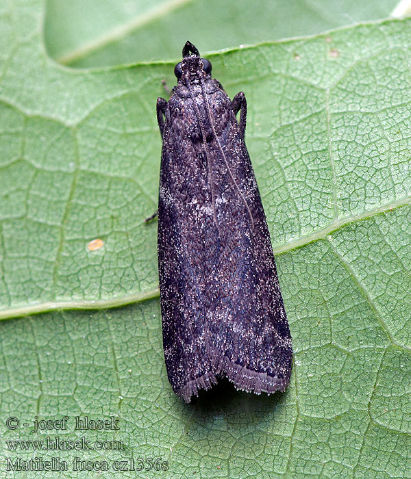 Matilella fusca Vijačka počerná Grijze heidelichtmot Nokikoisa