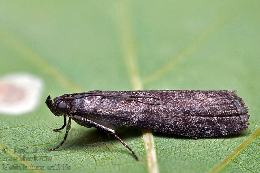 Matilella fusca Svartbrunt ljungmott Sotsmalmott Lynghalvmøl