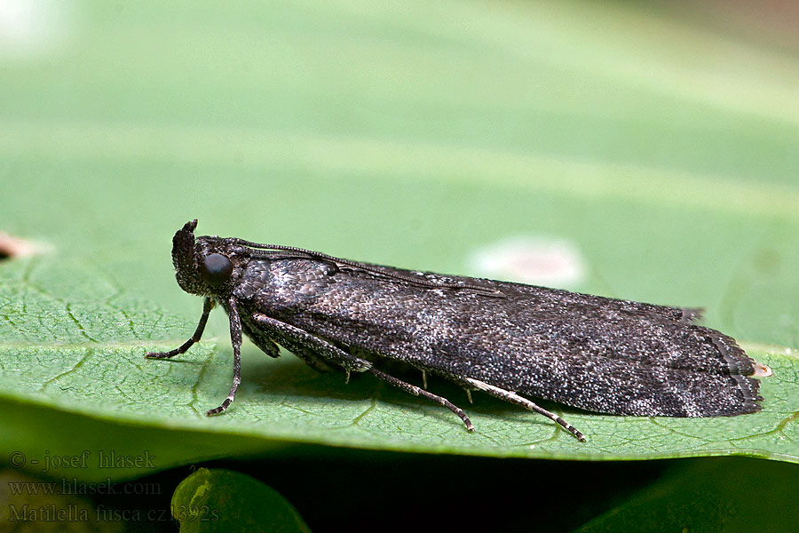 Speckled Black Pyla Vijačka počerná Matilella fusca