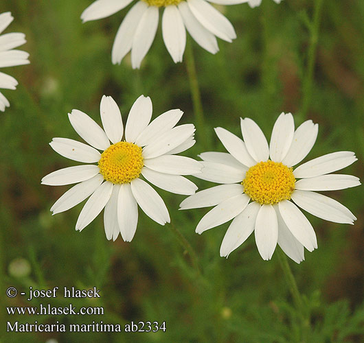 Matricaria maritima Scentless mayweed Strand-Kamille Strandkamille