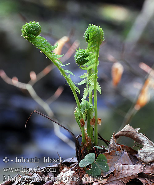 Matteuccia struthiopteris Matteucia germanica Ostrich fern