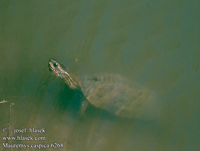 Mauremys caspica Kaspische Wasserschildkröte Caspian Pond Turtle Testuggine Caspio Želva kaspická Çizgili kaplumbaga Korytnačka bahenná Kászpi teknős víziteknős Xəzər tısbağası צב ביצה מצוי Kûsiyê avî Kaspische beekschildpad カスピイシガメ Żółw kaspijski