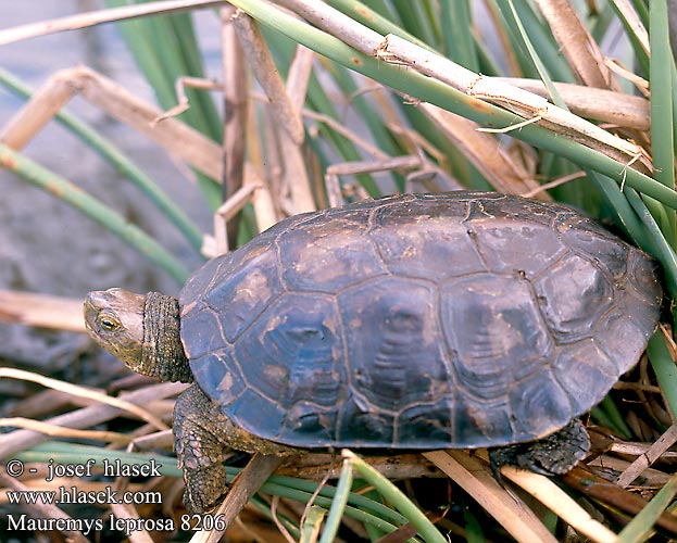 Mediterranean Spanish pond Turtle Galápago leproso